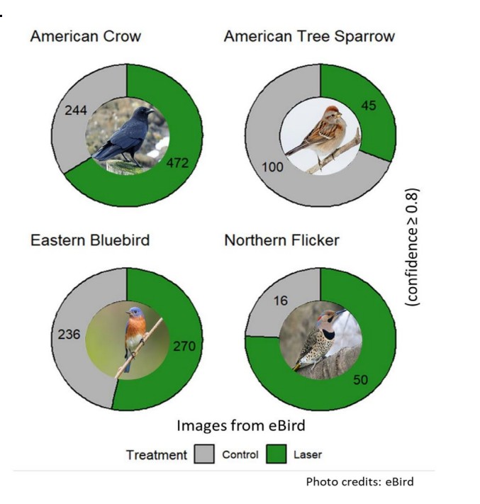 Figure 8 bird laser.jpg